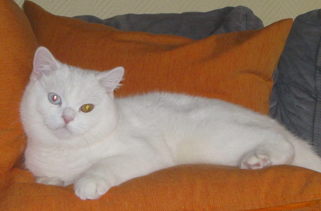 BKH Deckkater für schöne Nächt - Deckkater - Hamburg