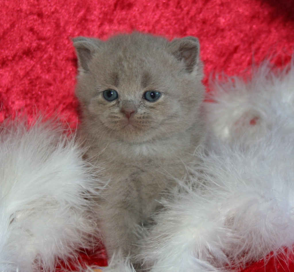 * Zuckersüße Teddybärchen * - Selkirk Rex - NRW