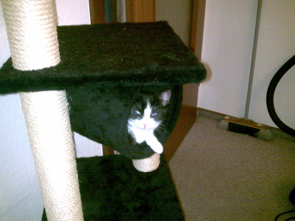 Unser Waldkatzenmix Katerle sucht dringend eine Katze - Deckkater - Kornwestheim