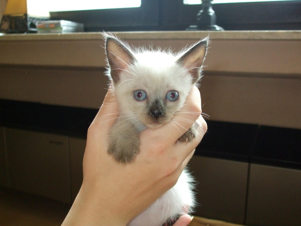 2 Siamkaterchen zu verkaufen. - Siam - Kaltenengers