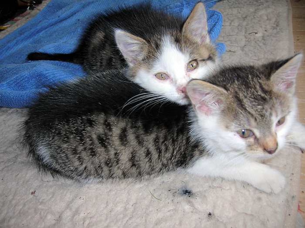 Glück hat einen Namen- Minni & Maxi - Hauskatzen - Oberhausen