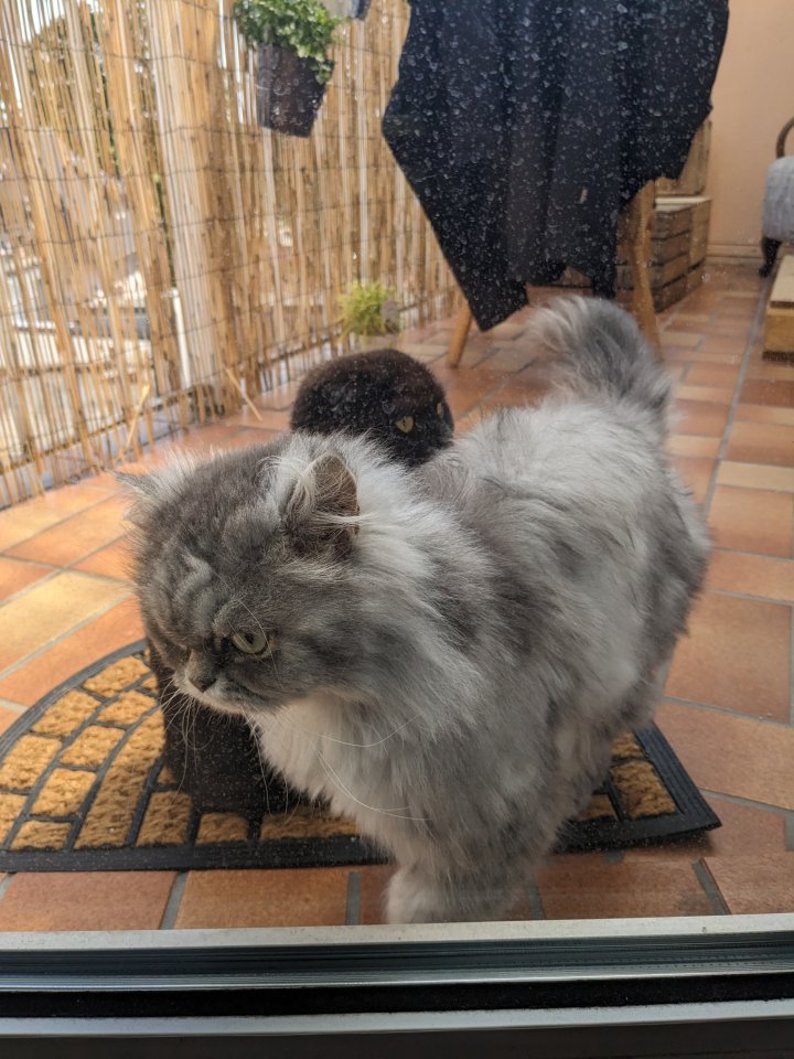 Ein unzertrennliches paar - Katzen Sonstige - Lüdenscheid