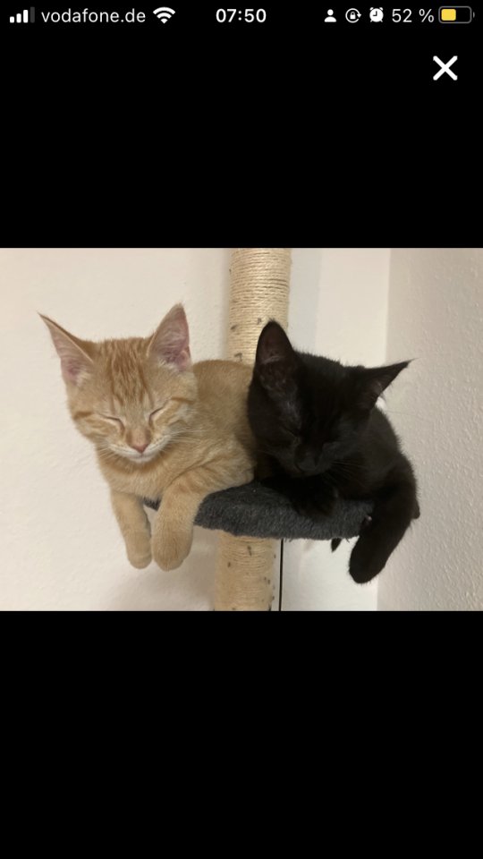 Bkh-Maincoon Kitten suchen ein liebevolles Zuhause! - Mischling - Wenden