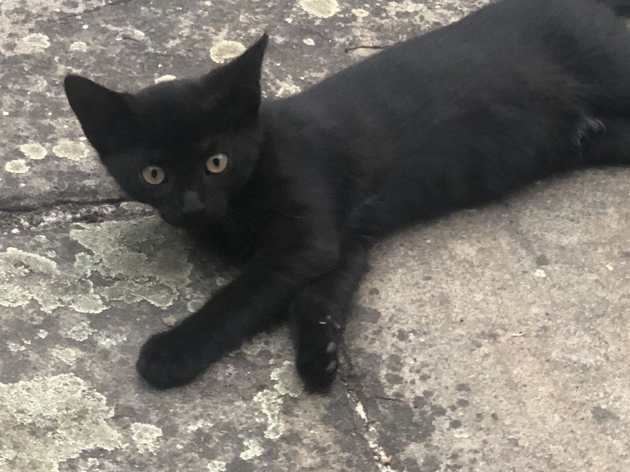 2 Hauskatzen in naturnahe Umgebung mit sicherem Freigang abzugeben - Hauskatzen - Dortmund 