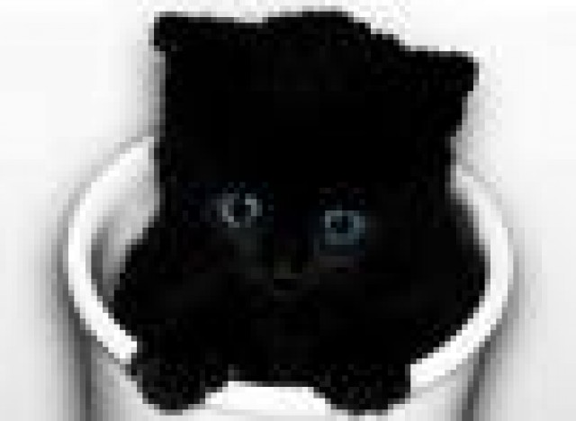 Urlaubsvertretung für Katzenfreunde im Raum Düren - Katzensitter - Düren