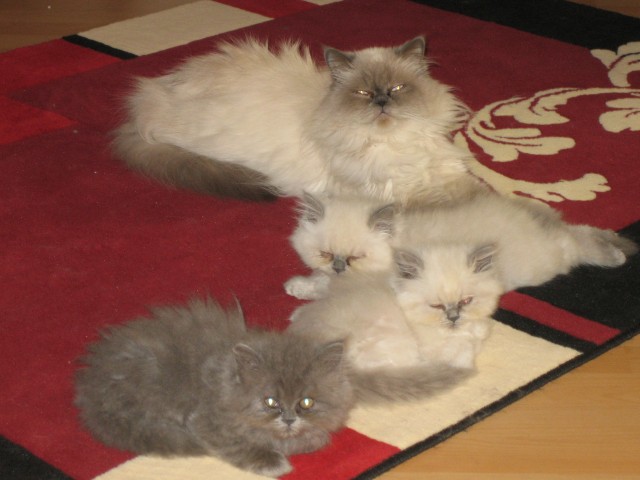 1x Perser blau und 2x Himalaya Kater zu verkaufen siehe Anzeige - Perser - Nürnberg