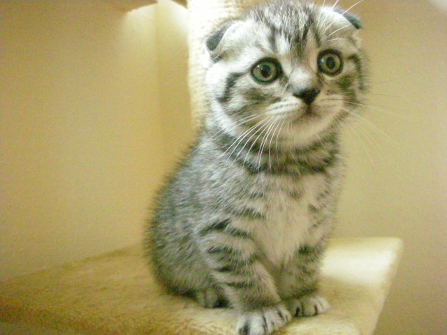 Scottish Fold Mädchen - Scottish Fold - Hürth