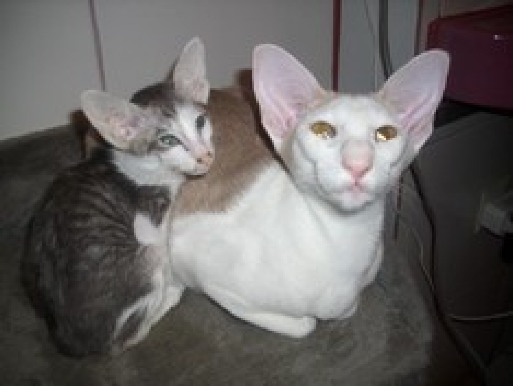 Siamkatzen * OKH * Peterbald - Siam - Hilgermissen