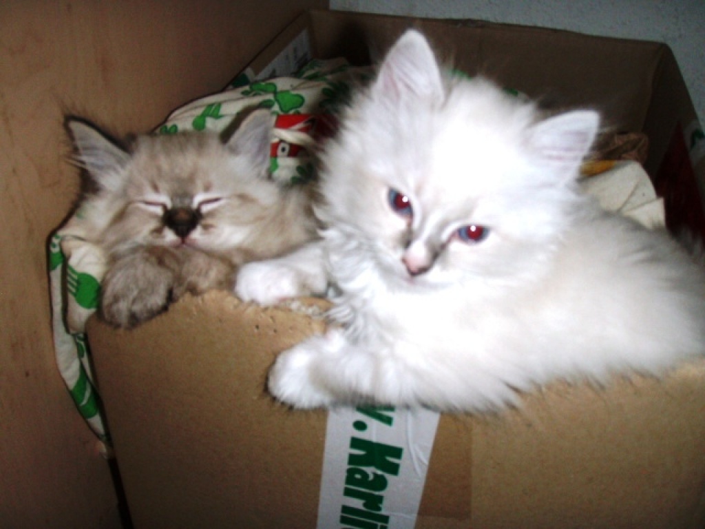 Jetzt können unsere Birma/Ragdoll Mixkittys zu ihren neuen Familien einziehen!!! - Mischling - Ronneburg