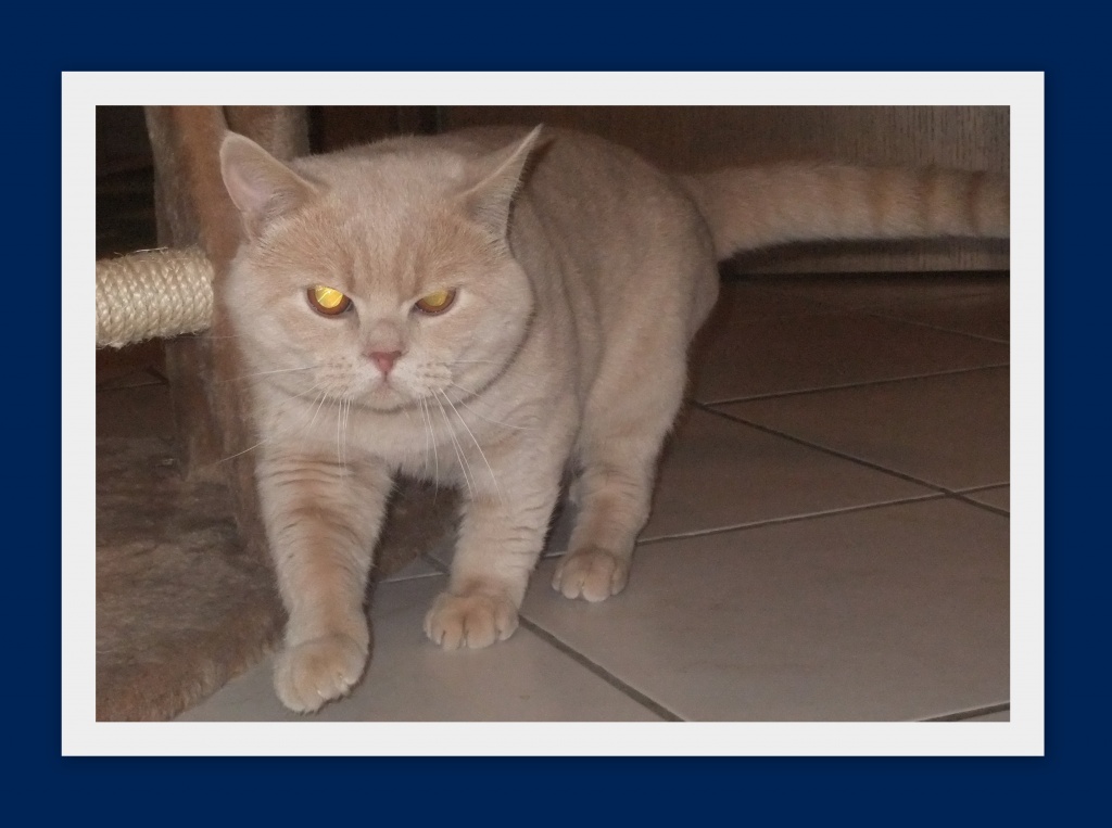 Erfahrener,gesunder BKH Deckkater in creme mit Stammbaum - Deckkater - Frankenthal Pfalz