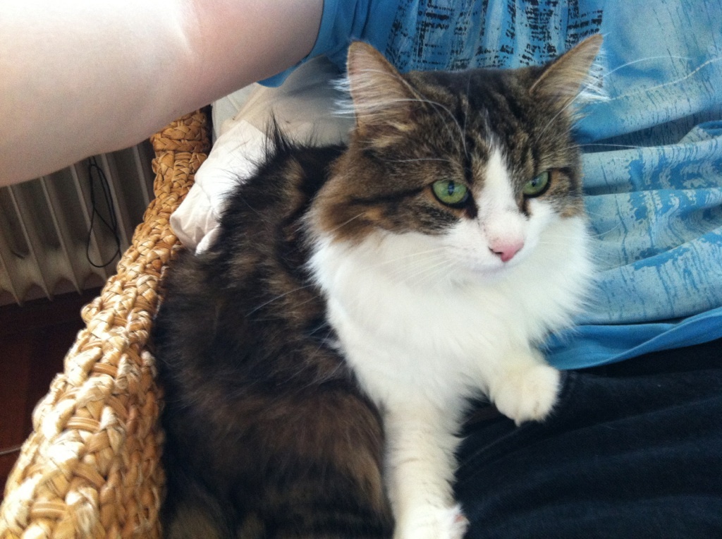 KATZE PINA WIRD VERMISST IN KLEINKEMS(LANDKREIS LÖRRACH) - Angora - Kleinkems (Efringen-Kirchen)