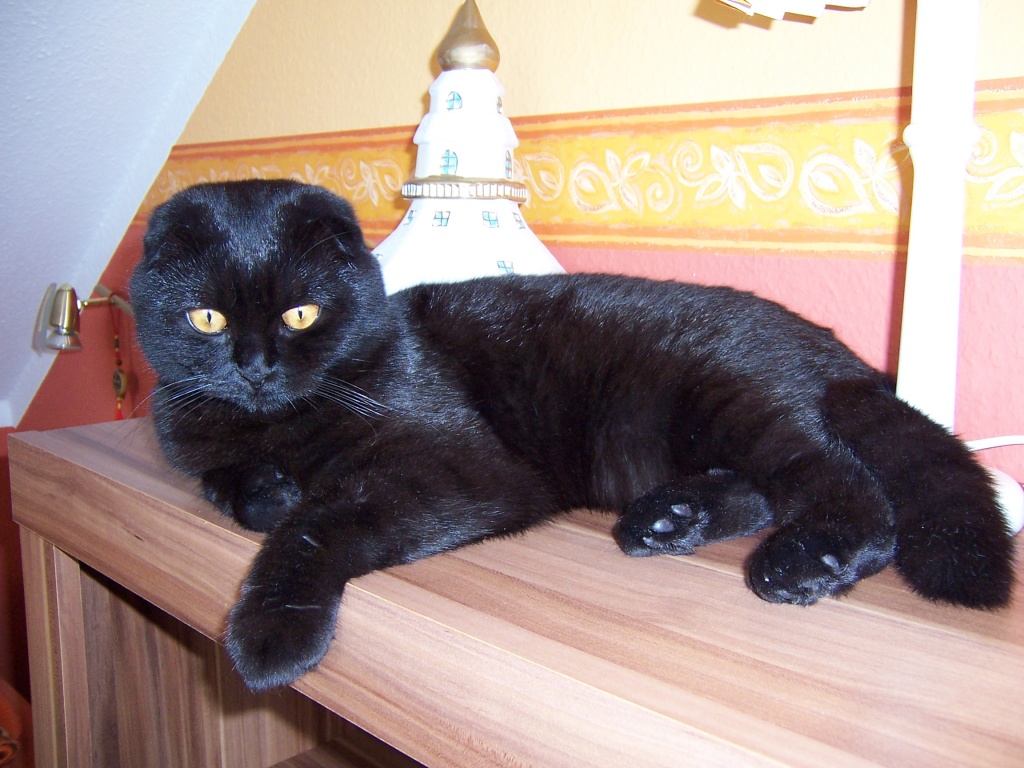 Nicki sucht eine hübsche Kätchen - Scottish Fold - Berlin