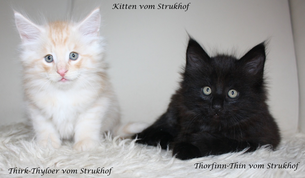 Norwegerbaby s vom Strukhof. - Norwegische Waldkatze - Buchholz in der Nordheide