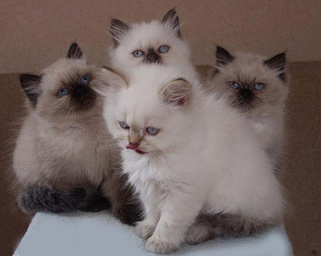 Brithen Katzenbabys in Kurz -sowie Halblanghaar - British Kurzhaar - Duisburg