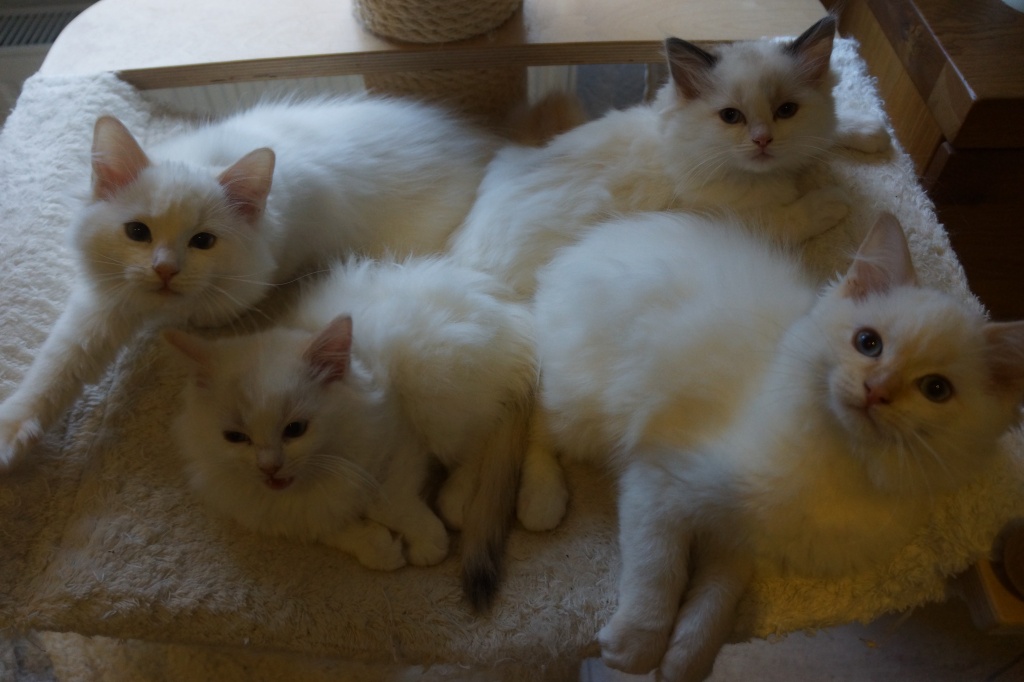 Ragdoll Kitten - Ragdoll - Düsseldorf