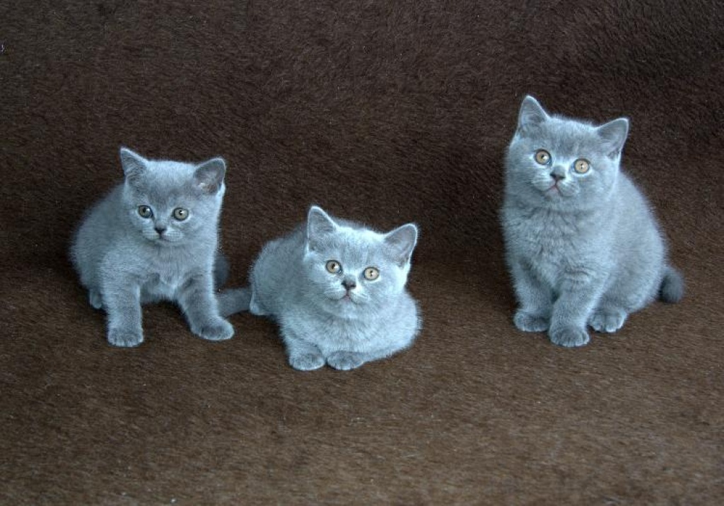 Wunderschöne, reinrassige British Kurzhaar Kitten mit Stammbaum - British Kurzhaar - Pörnbach