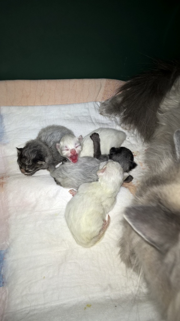 Juchu,wir sind da!!! - Sibirische Katze - Oer Erkenschwick