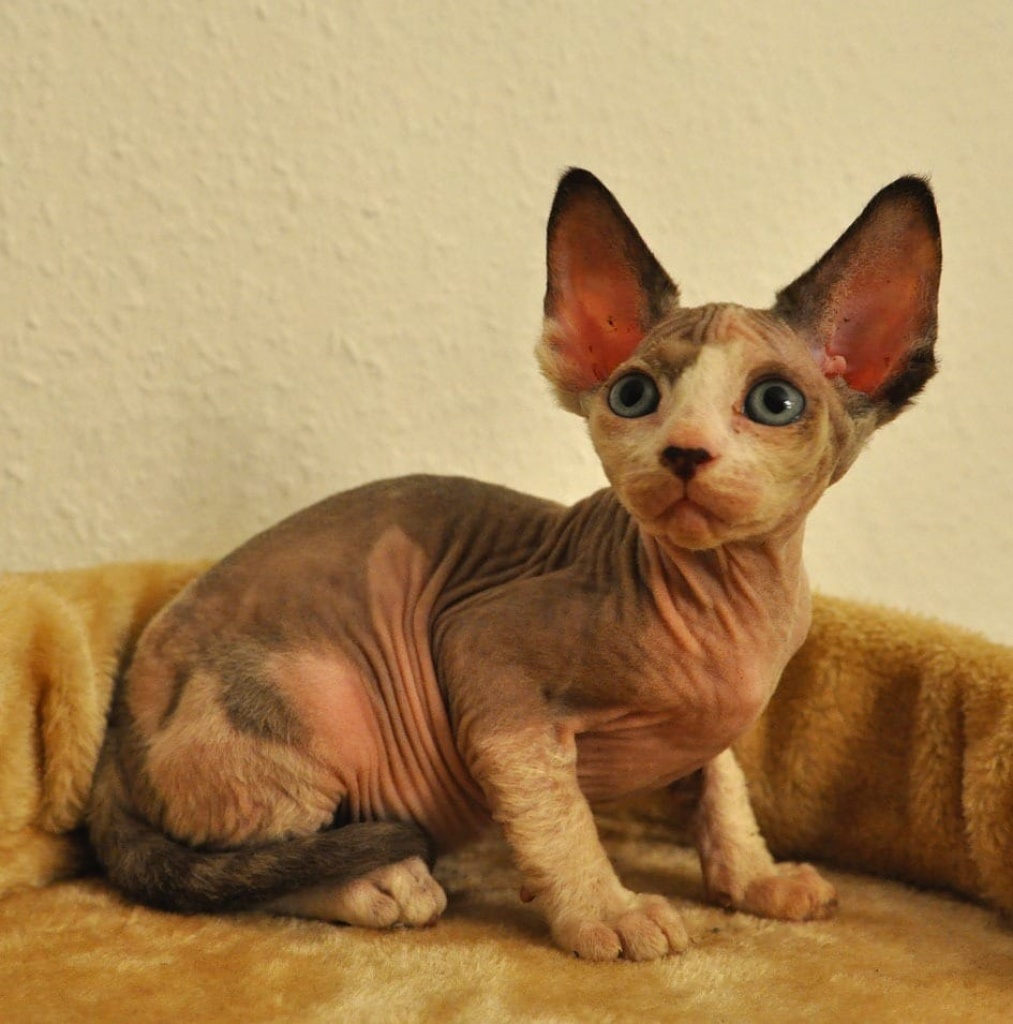 Reinrassige Kanadische Sphynx Kitten mit Papieren - Sphynx - Gondershausen