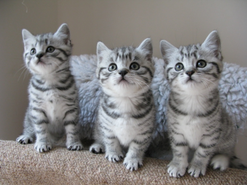 Britisch Kurzhaar BKH Silver-Tabby und blau - British Kurzhaar - Hessen