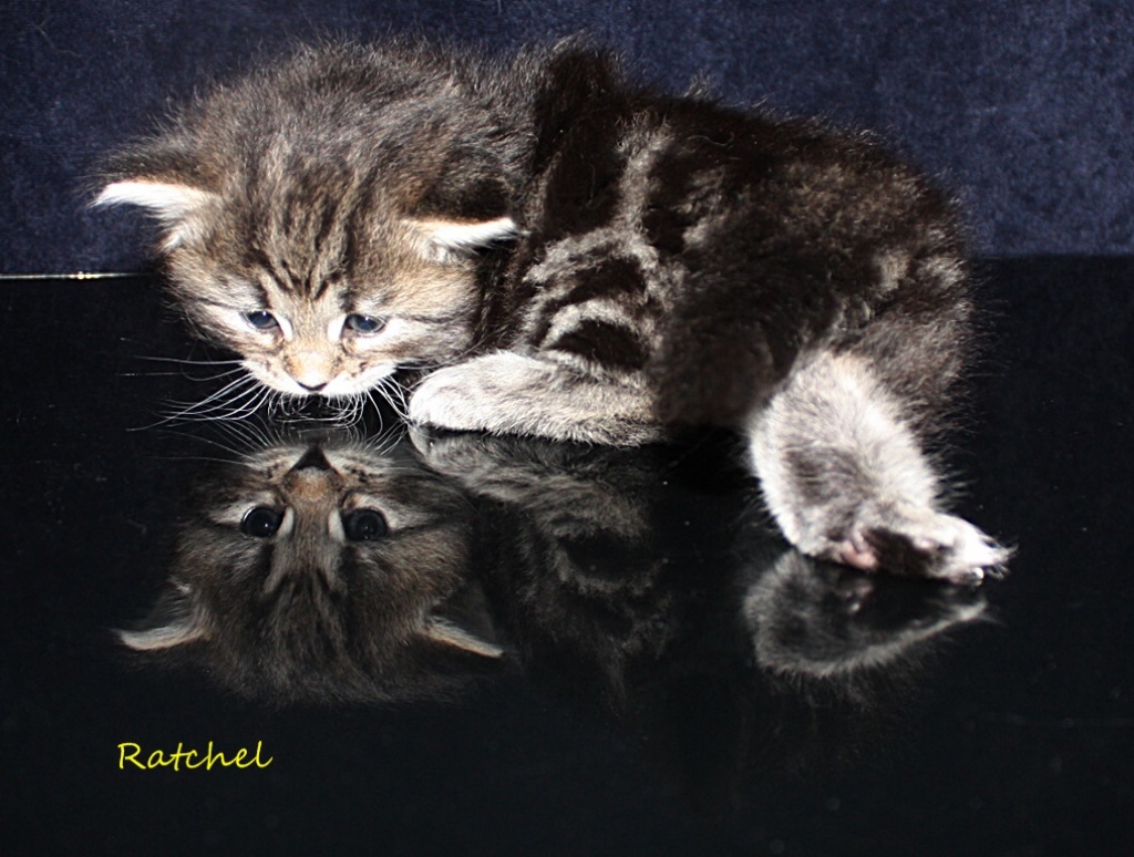 Sibirische Katzenkinder abzugeben - Sibirische Katze - Diekhusen-Fahrstedt