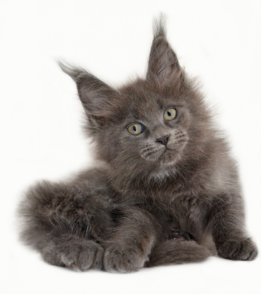 Maine Coon Kitten Blaubären der Extra Klasse - Maine Coon - Großmehring