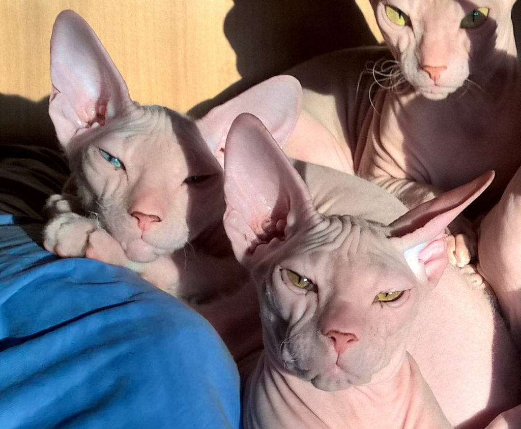 Kanadische Sphynx entwurmt geimpft gesund munter - Sphynx - Bielefeld