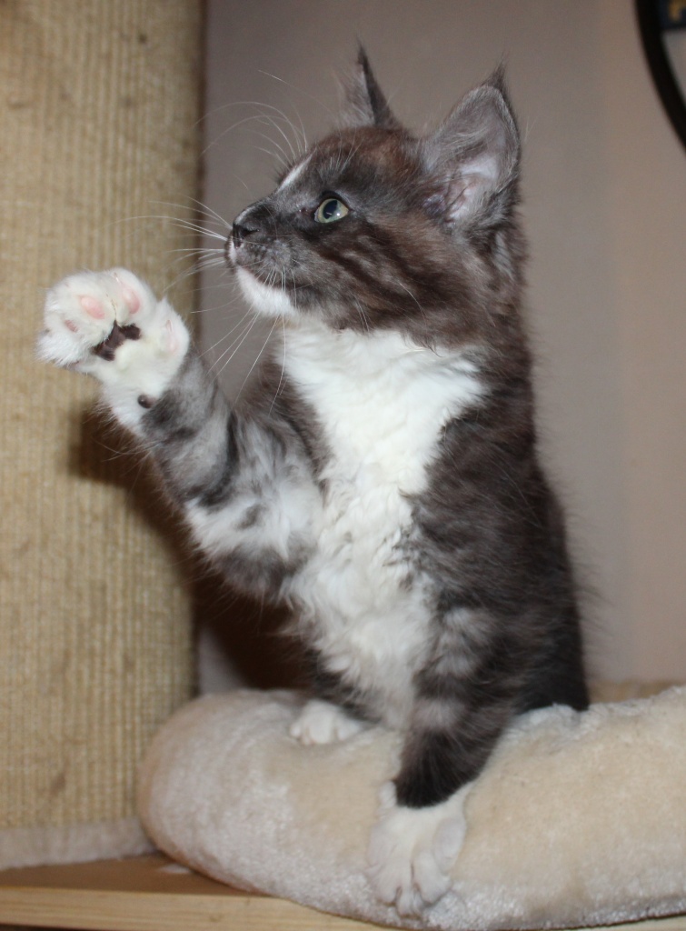 Black-smoke-white Kater mit Stammbaum - Maine Coon - Mönchengladbach