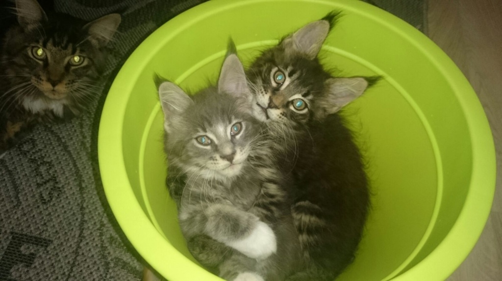 Typvolle Maine Coon Kitten - Maine Coon - Plauen