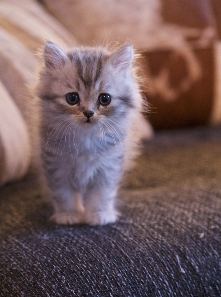Britisch Kurzhaar Kitten suchen liebevolles Zuhause - British Kurzhaar - Linz