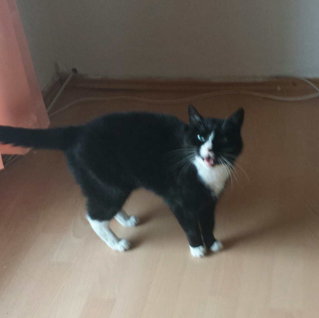 Dringend Hauskatze abzugeben! - Hauskatzen - Velten