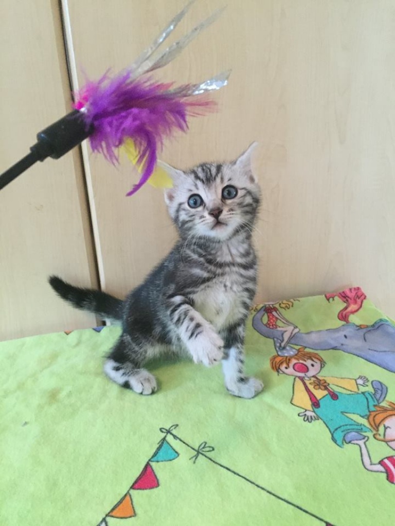 Cosimo Bengalkaterchen sucht ab Juli - Bengal - Springstille