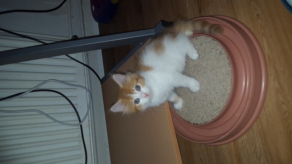 Maine Coon Mädchen sucht noch ein nettes neues zu Hause - Maine Coon - Rüsselsheim
