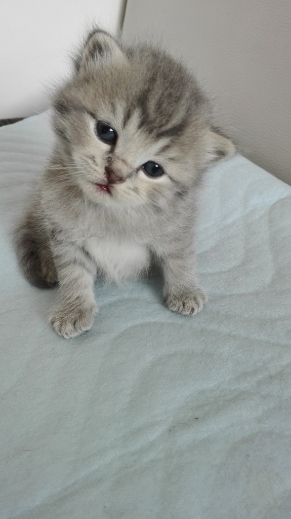 3 Kleine Babykatzen Mix zu verkaufen. - British Kurzhaar - Nürnberg