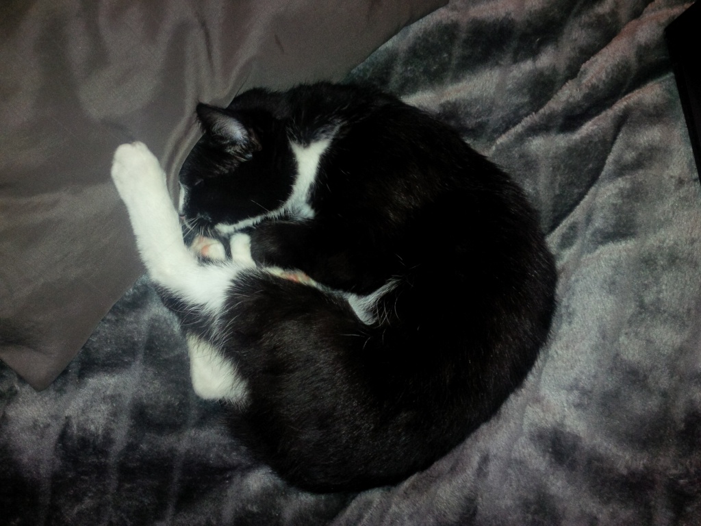 Kater sucht liebevolles Zuhause mit Freilaufmöglichkeit - Katzen Sonstige - Lüdinghausen