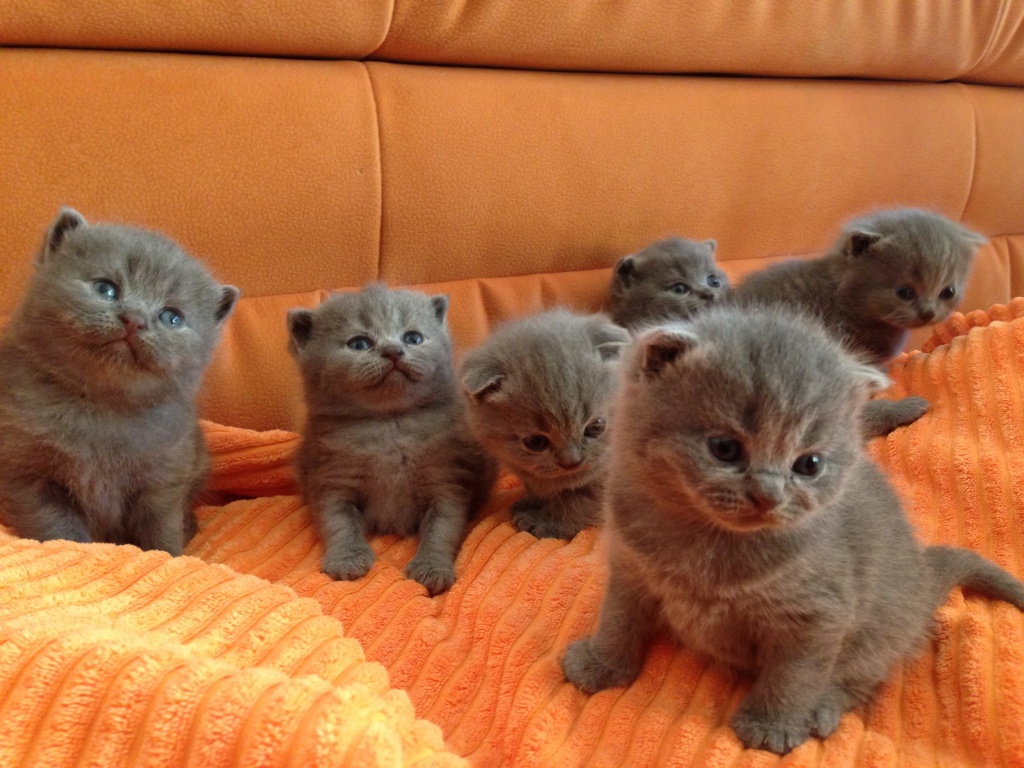 Scottish Fold Kitten - Scottish Fold - Cadolzburg