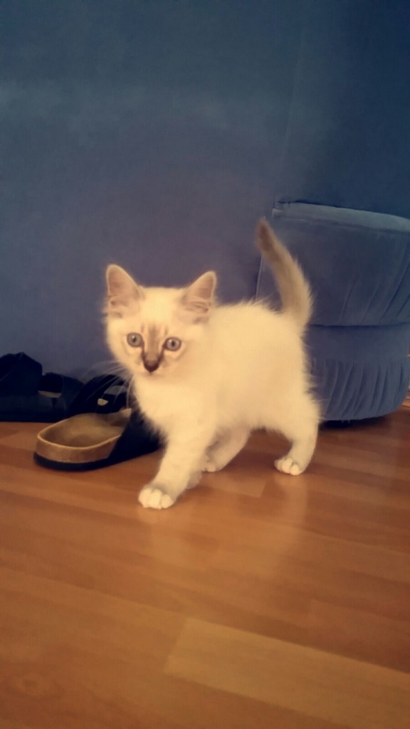 Birma Katze, Katzenbaby, männlich, - Birma - Steinwenden