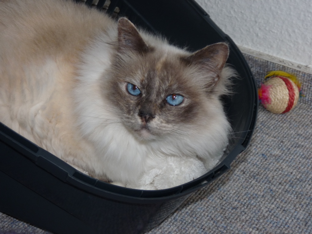Suche Katzensitter für Mitte September in Bad Schmiedeberg - Katzensitter - Bad Schmiedeberg