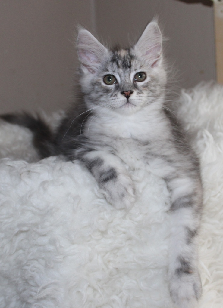 Black-silver-torbie mit Stammbaum - Maine Coon - Mönchengladbach