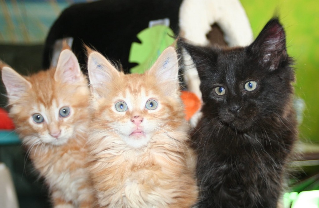 Gesunde Maine Coon Katzchen - Maine Coon - Eschborn