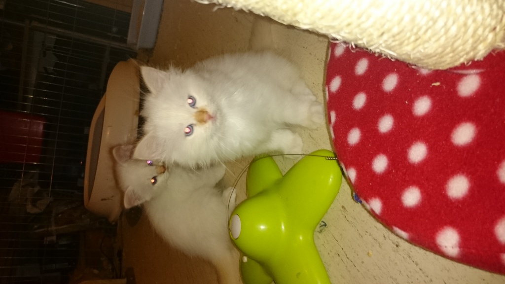 Noch 2 Heilige Birma Kitten (creme-point, männlich) suchen ihre eigenen Dosenöff - Birma - Wertheim