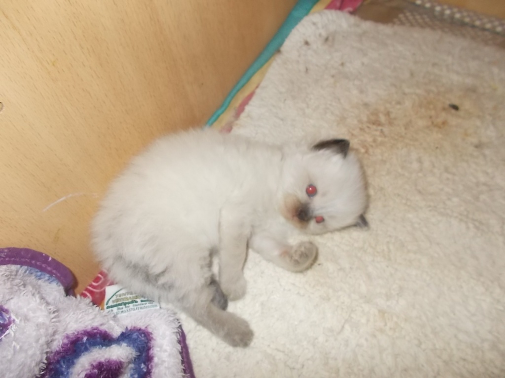 Heilige Birma Kitten - Birma - Gnarrenburg