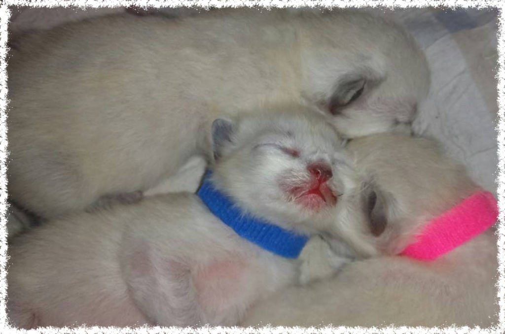 Bezaubernde seal-point Ragdoll Kitten ! - Ragdoll - Weinbach