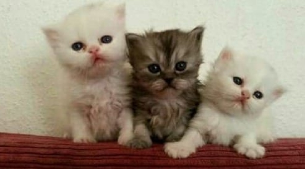 Süße Perserbaby Katzen Perser baby Langhaar - Perser - Frankfurt am Main