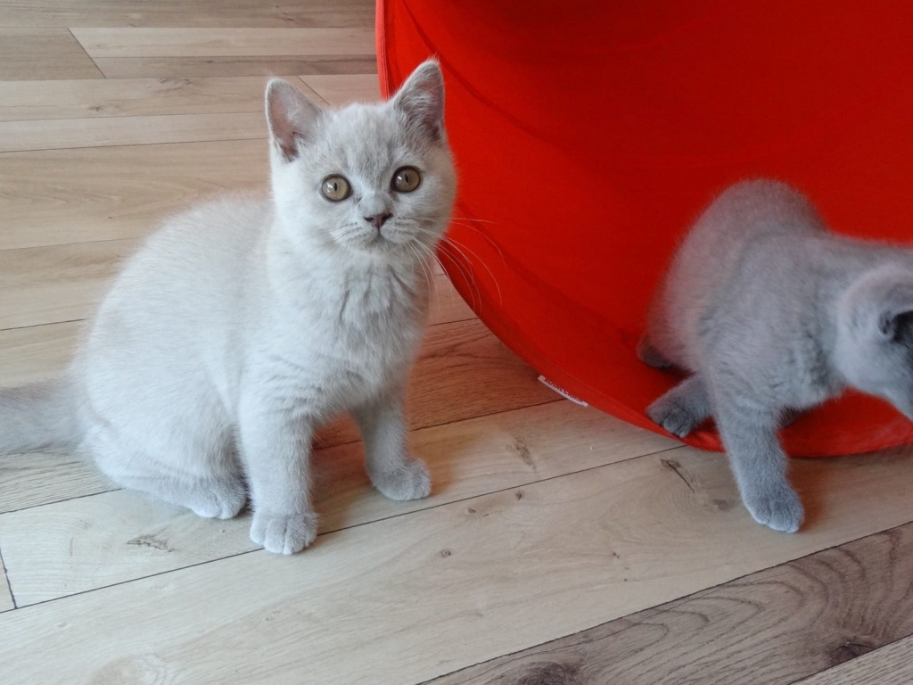 Typvolle BKH-Babys in blau und lilac mit Stammbaum - British Kurzhaar - Augsburg