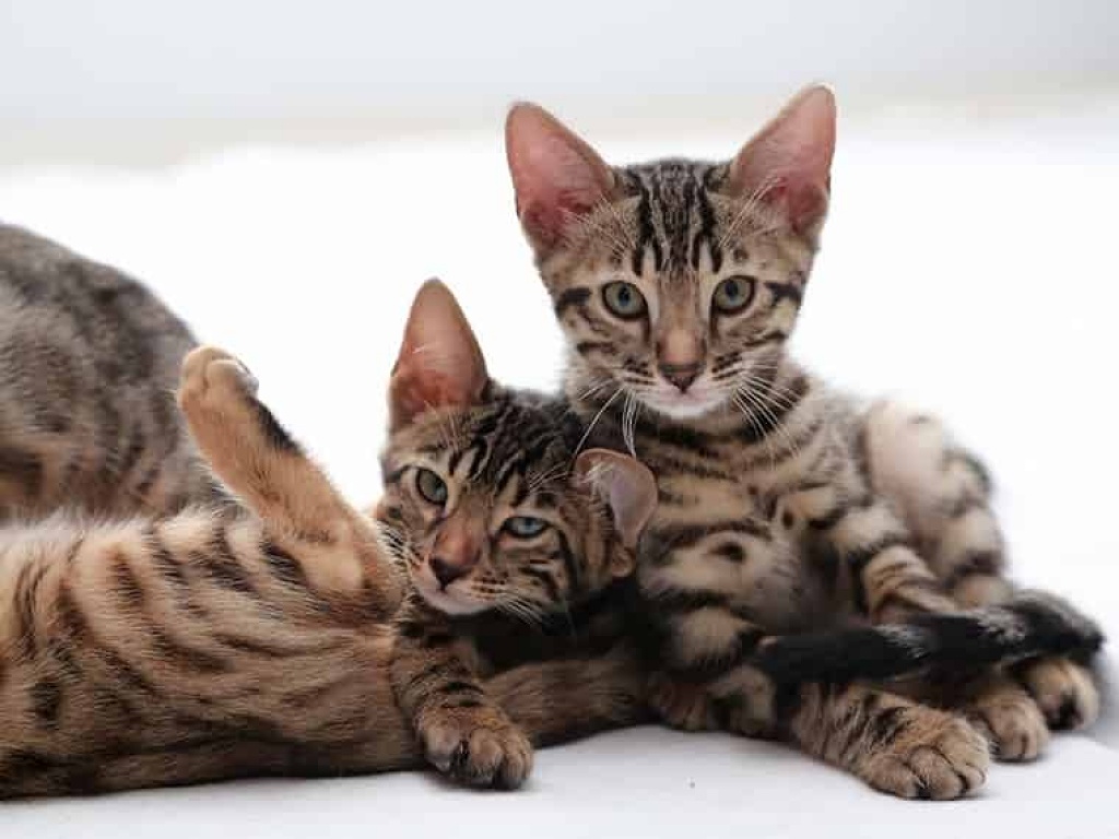 Erstklassige Bengal Kitten mit Stammbaum - Bengal - Köln