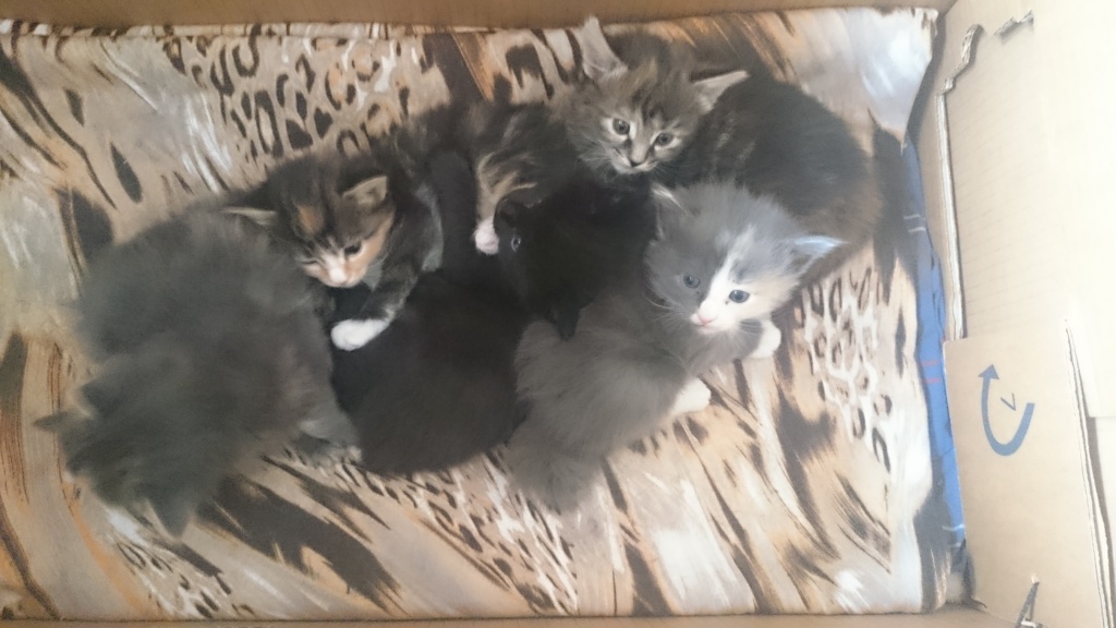 Waldkätzchen suchen liebevolles Zuhause - Norwegische Waldkatze - Münster