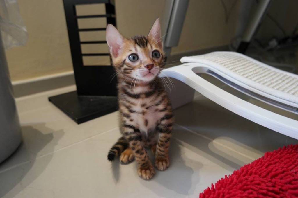 Bezaubernde Bengal Kitten inkl. Stammbaum Bengalen Katzen - Bengal - Karlsruhe