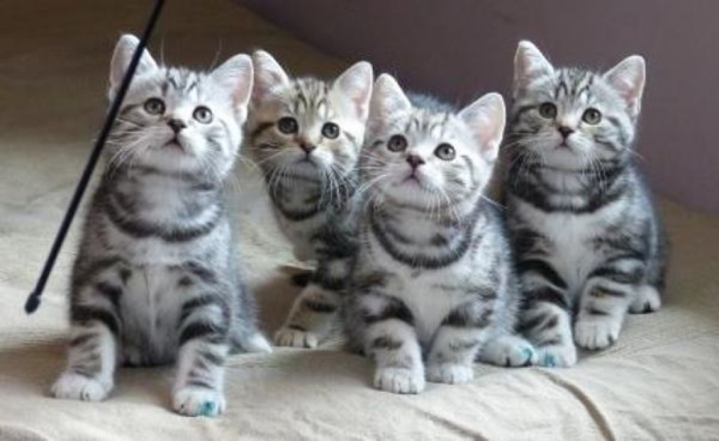 Britisch Kurzhaar Kätzchen Silver-tabby - British Kurzhaar - Karlsruhe