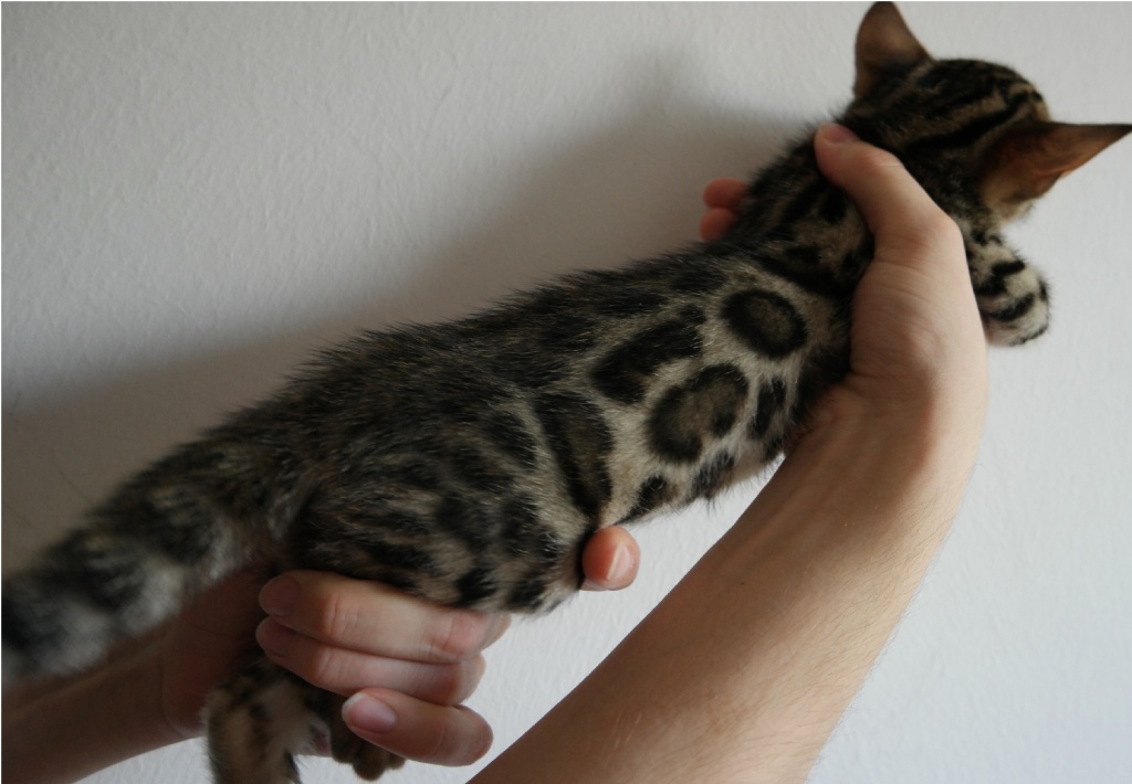 Süße Bengal Kitten abgabebereit! Mit Stammbaum Bengalen Katzen - Bengal - Karlsruhe