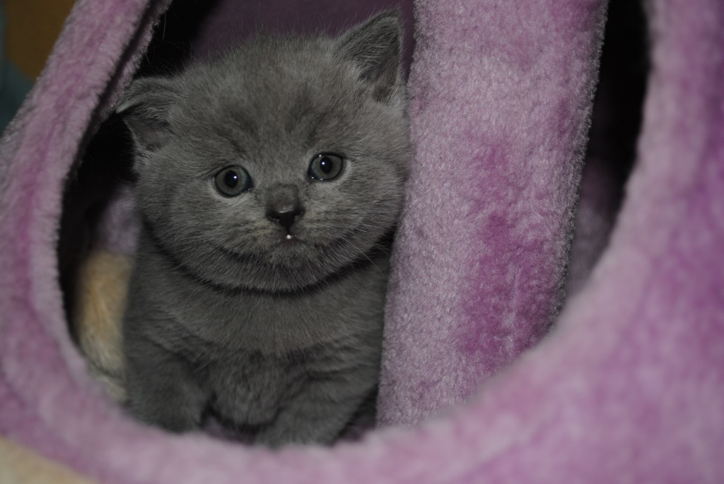 Süße Kitten mit Stammbaum suchen liebevolles Zuhause - British Kurzhaar - Ramsen